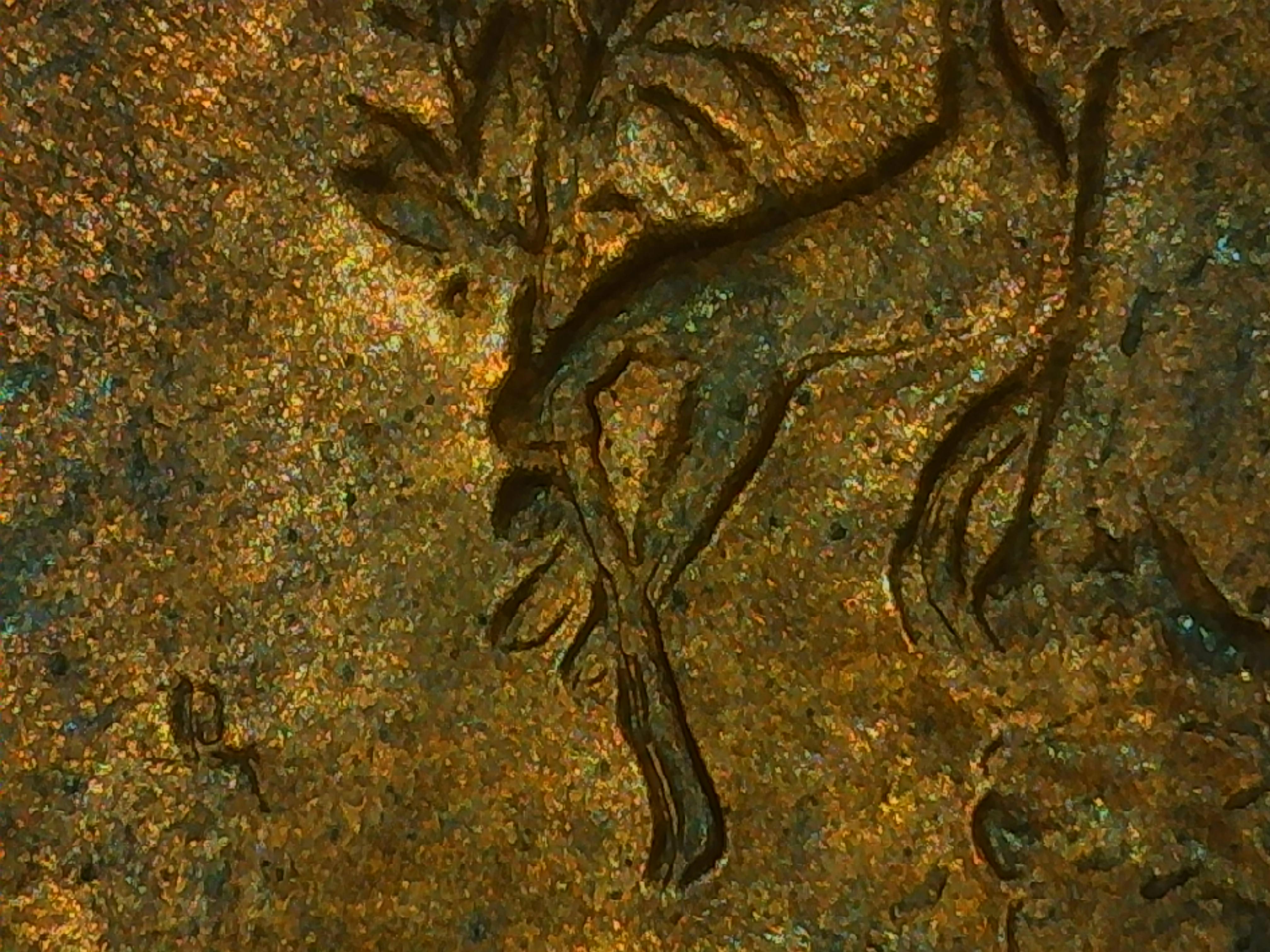 sena coins